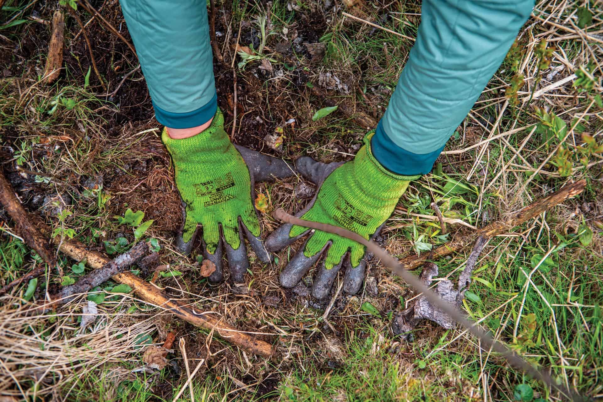 _D801385_bearb_green